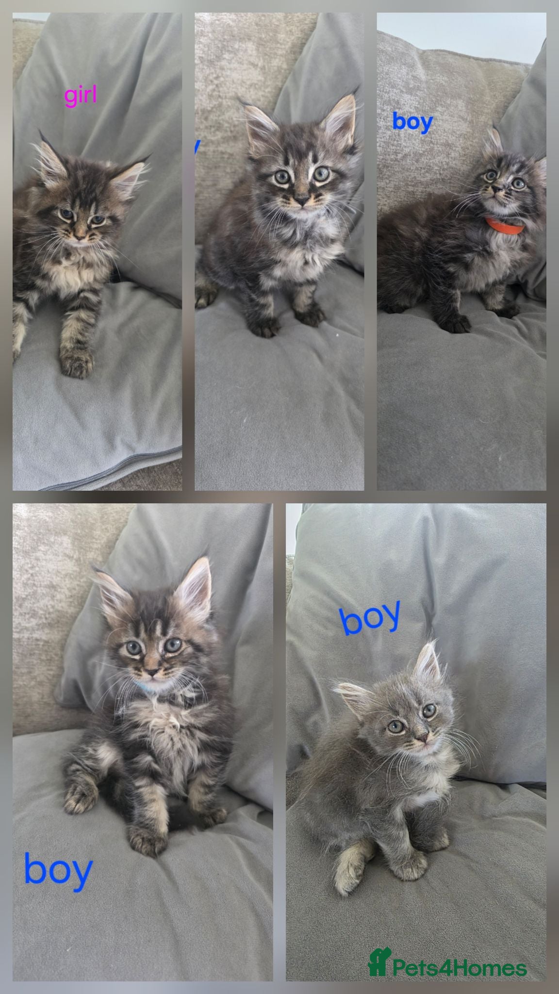 Maine Coon cats Maine coons kittens 1g and 4 boys - Advert 1