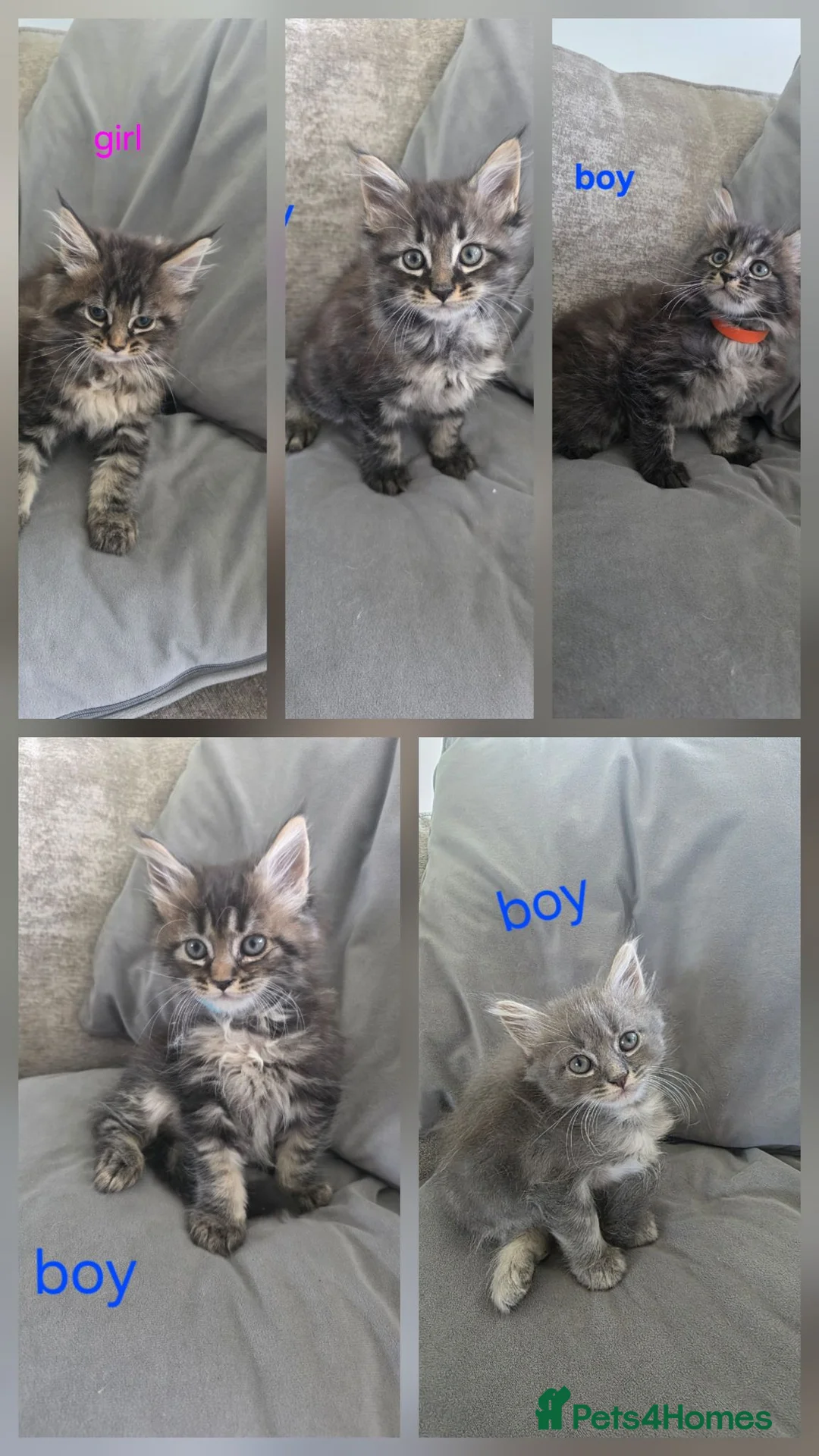 Maine Coon cats for sale: Maine coons kittens 1g and 4 boys - Advert 1