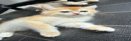 British Shorthair cats for sale: GCCF reg BSH Black Golden Kittens - Advert 8