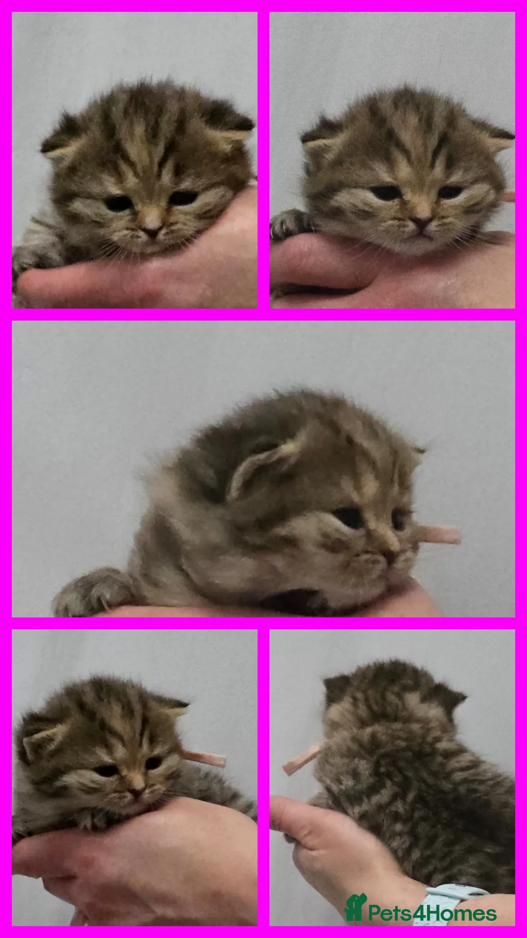 British Shorthair cats for sale: Golden Registered British shorthair kittens  - Advert 1