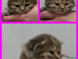 British Shorthair cats Golden Registered British shorthair kittens - Advert 2