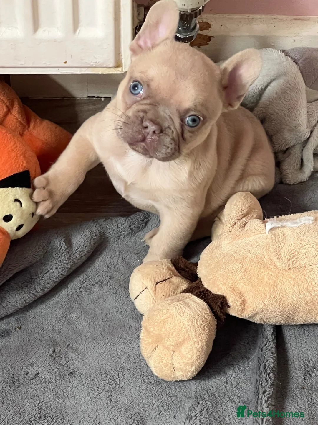 French Bulldog dogs for sale: male frenchie puppy - Advert 2