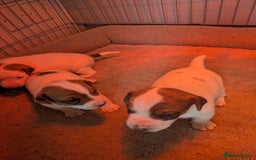 Jack Russell dogs for sale: 3 Jack Russell puppies - Image 2