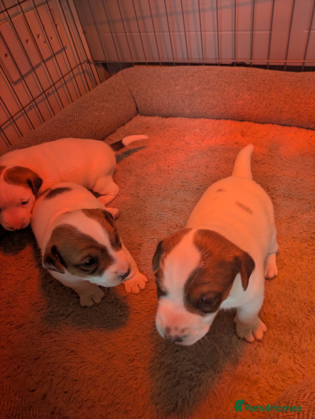 Jack Russell dogs for sale: 3 Jack Russell puppies - Image 2