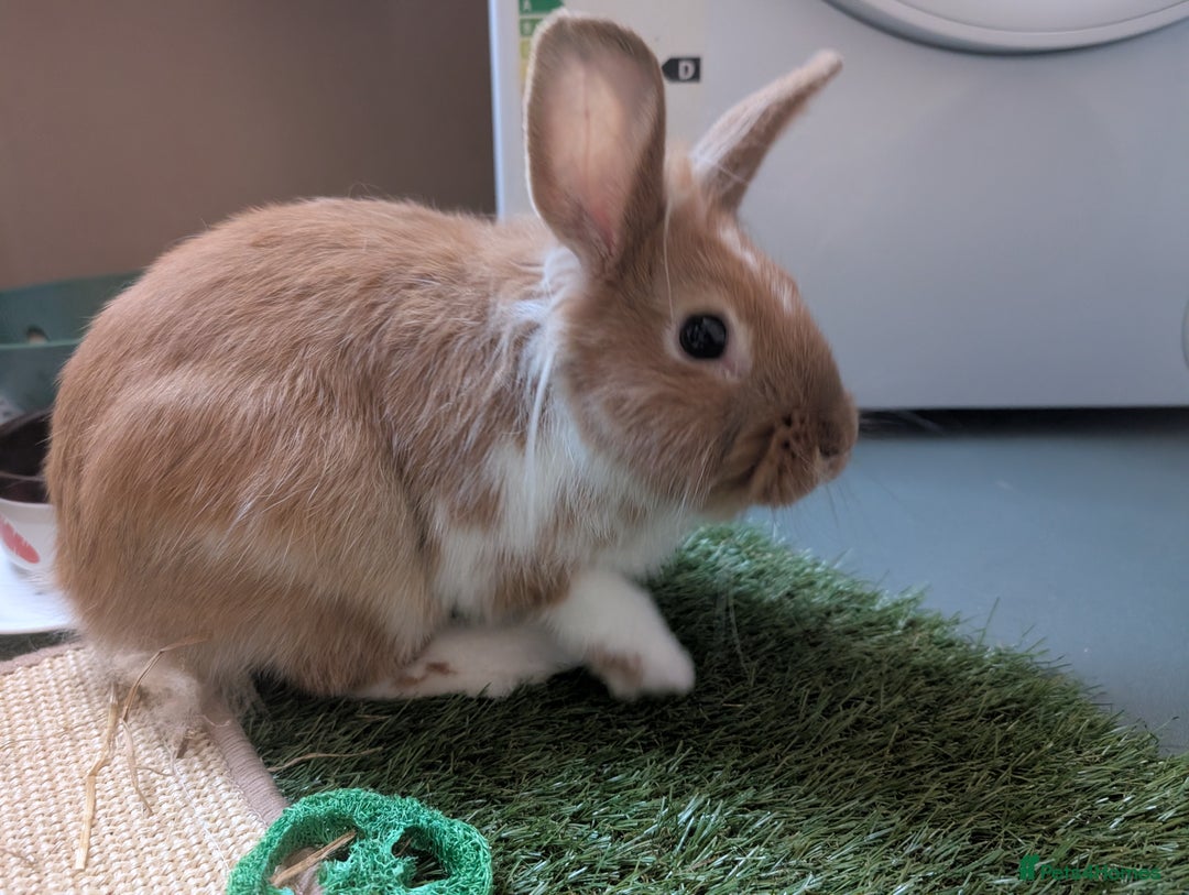 Lionhead rabbits for sale: Lionhead for sale  - Image 3