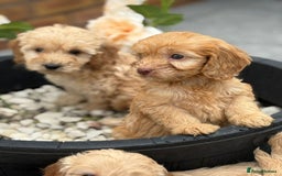 Cockapoo dogs for sale: Adorable cockapoos - Image 2