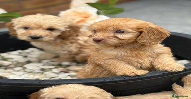 Cockapoo dogs - Advert 14