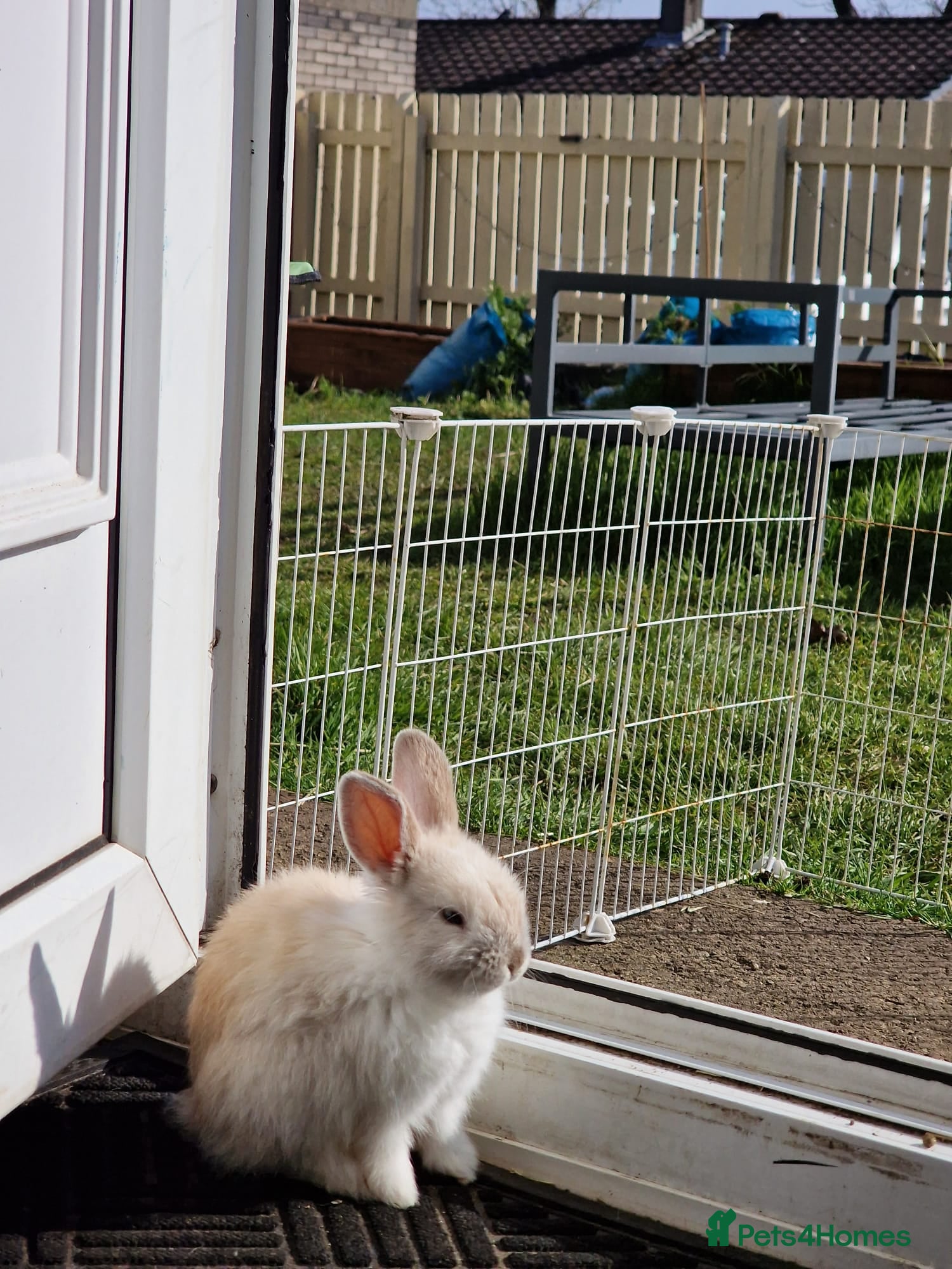Mini Lop rabbits Adorable boy Rabbit Looking for a New Home 🏡 - Advert 13
