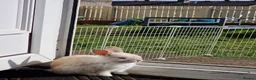 Mini Lop rabbits for sale: Adorable boy Rabbit Looking for a New Home 🏡 - Advert 4