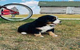 Bernese Mountain Dog dogs for sale: Bernese Mountain Dog Puppies - Image 5