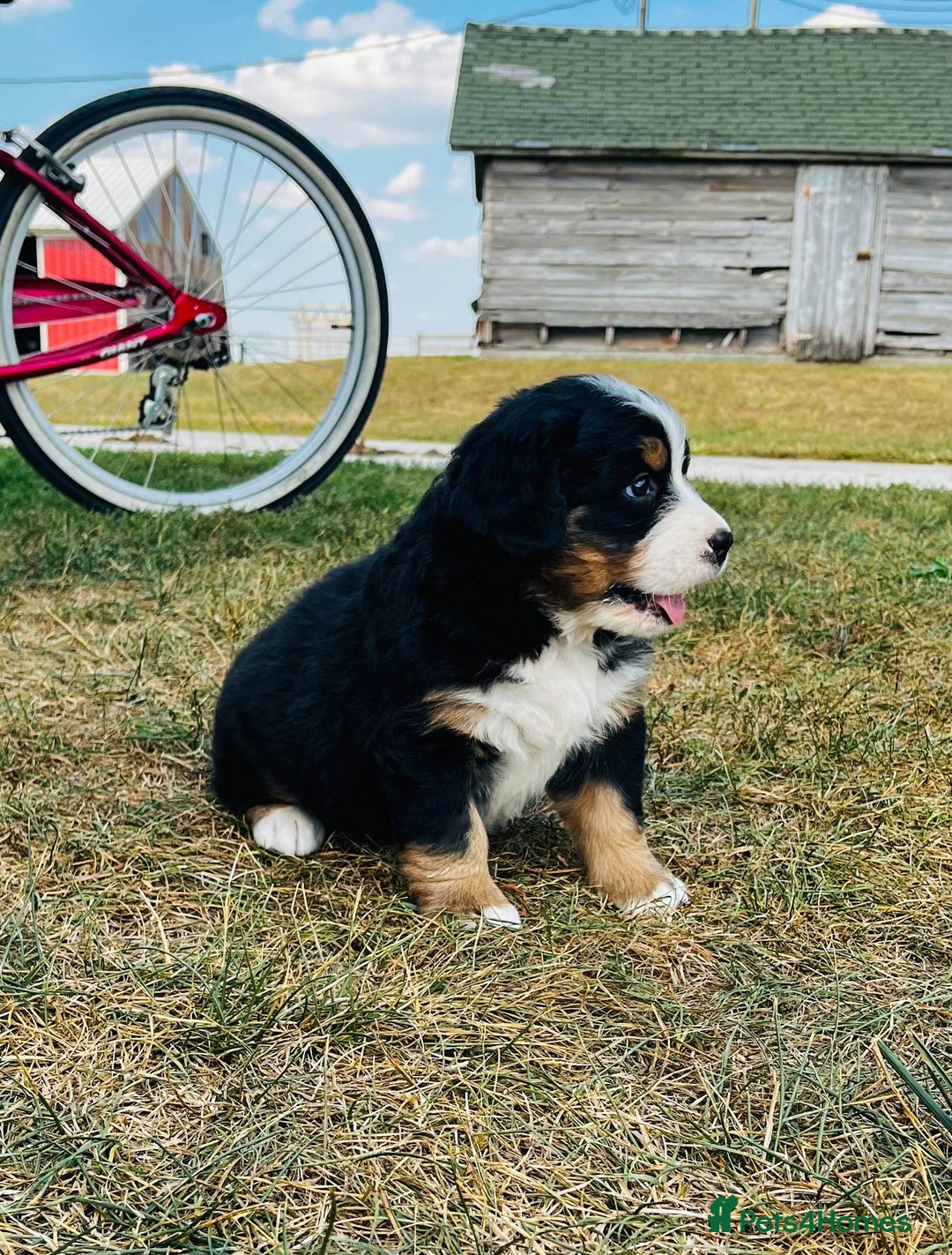 Bernese Mountain Dog dogs for sale: Bernese Mountain Dog Puppies - Image 5
