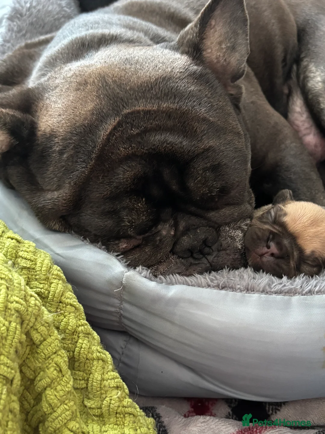 French Bulldog dogs for sale: French bulldog puppy  in Bury - Advert 2
