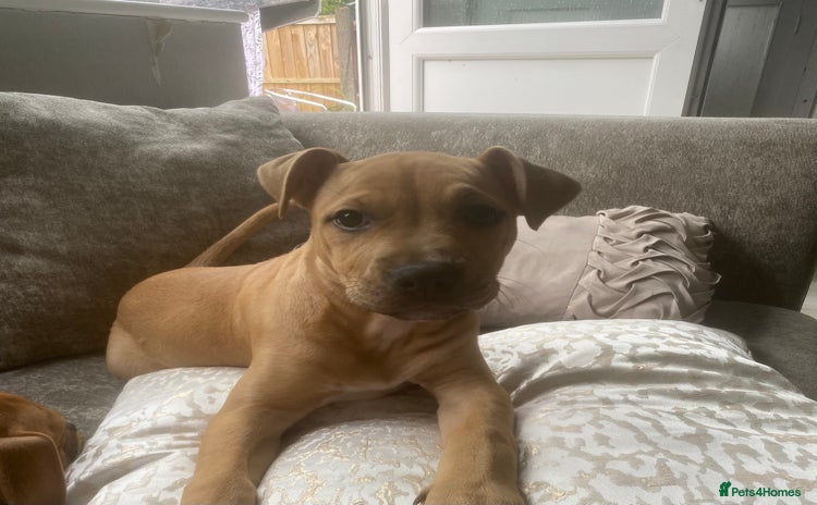 Mixed Breed dogs - Advert 1
