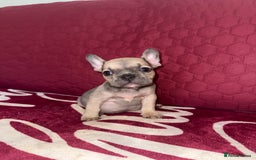 French Bulldog dogs for sale: Beautiful litter of French bulldog puppies  - Image 5