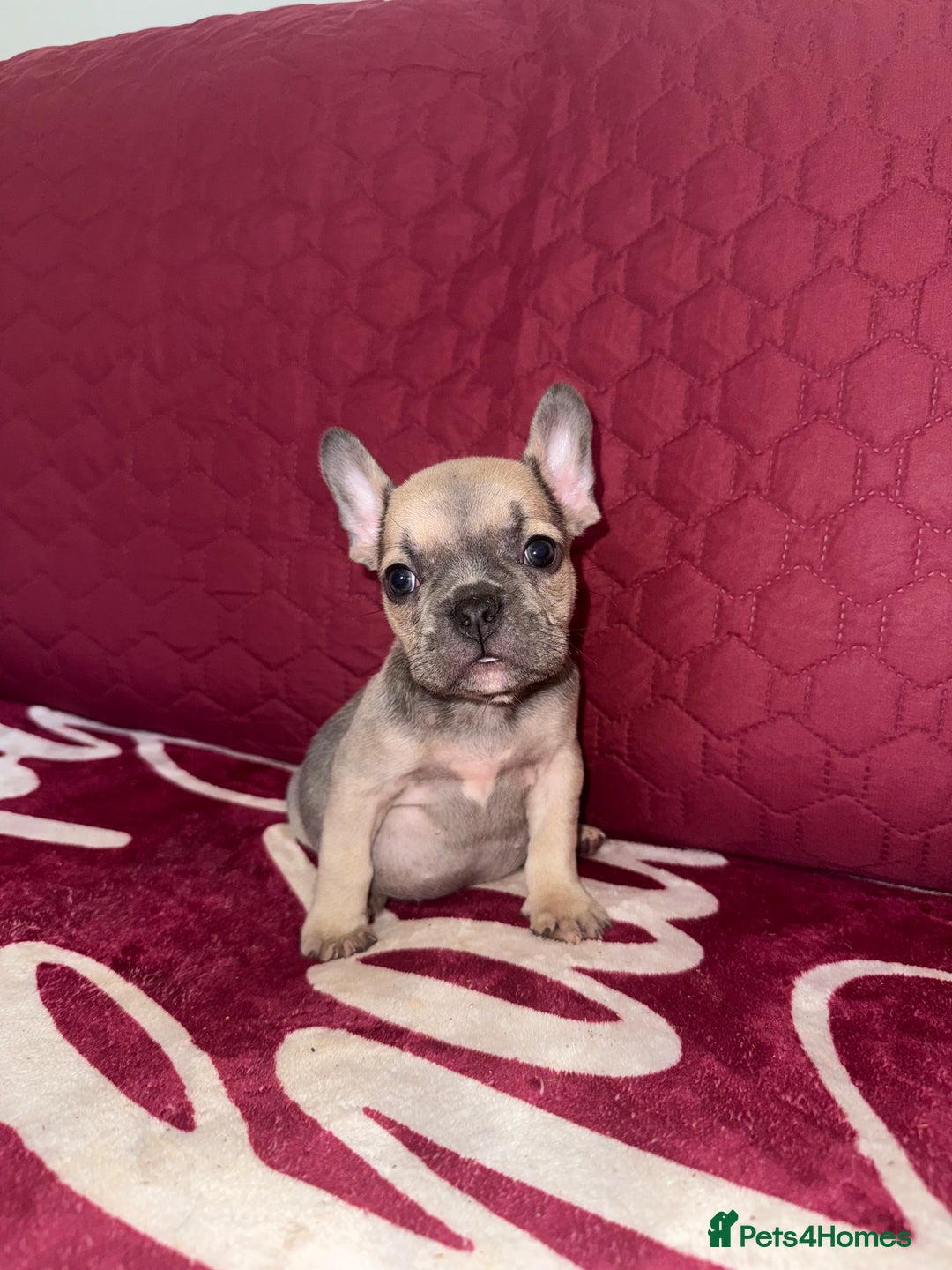 French Bulldog dogs for sale: Beautiful litter of French bulldog puppies  - Image 5