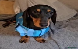 Miniature Dachshund dogs for stud: Miniature Dachshund for stud - Image 2