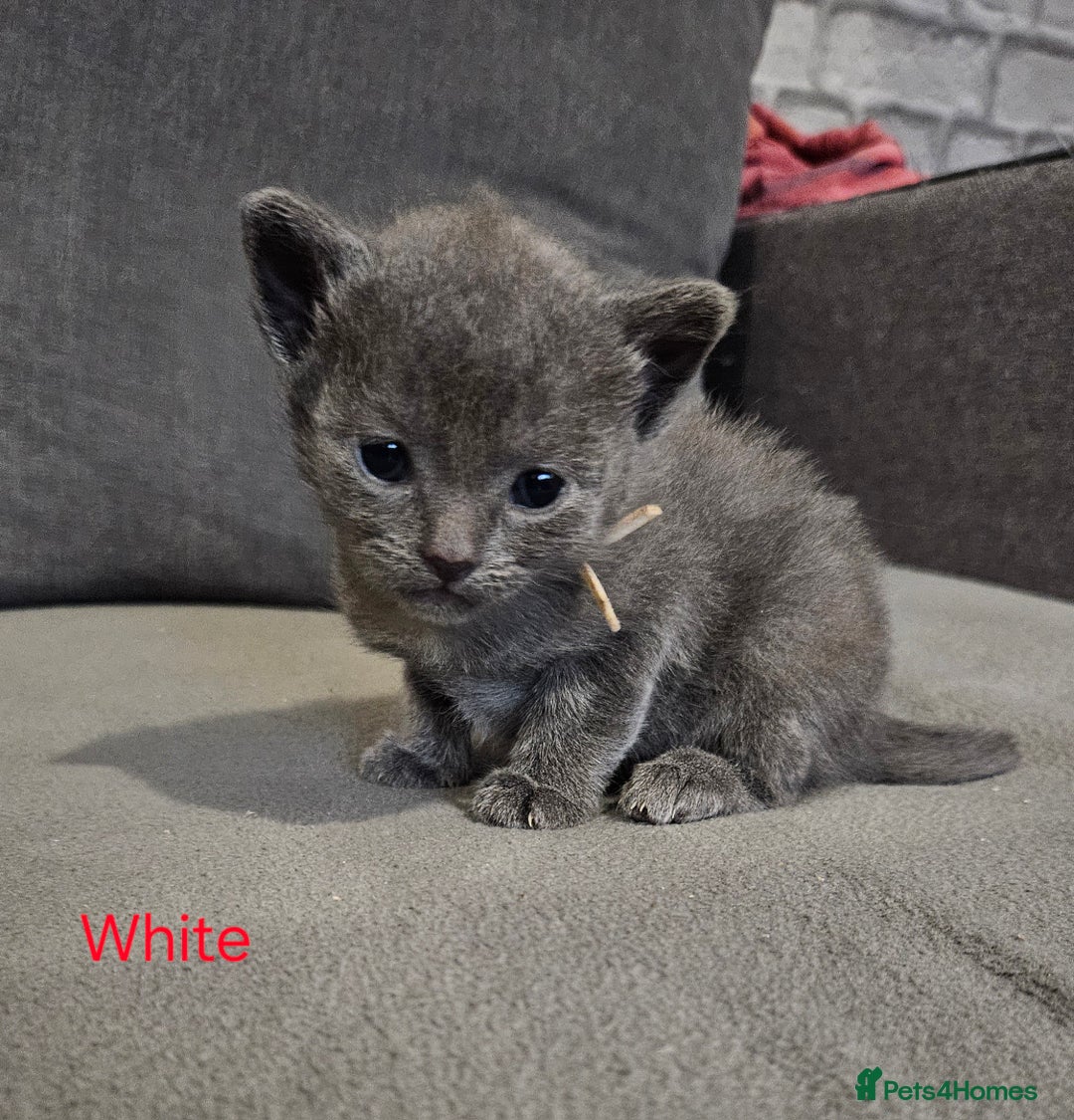 Russian Blue cats for sale: 🐾 last two girls Russian Blue Kittens 🐾 - Advert 12