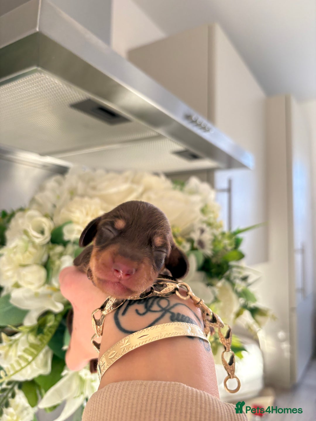 Miniature Dachshund dogs for sale: Stunning Mini Dachshunds 😍  - Image 4