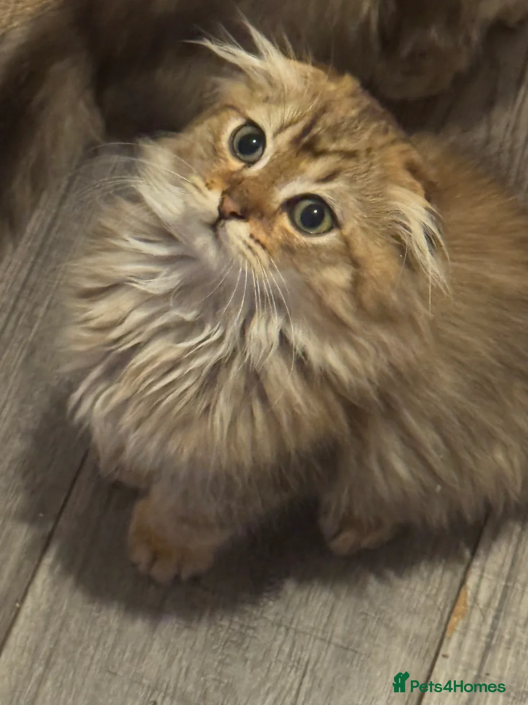 Scottish Fold cats for sale: Kittens  - Advert 2