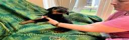 Rottweiler dogs for sale: Rottweiler puppies - Advert 13