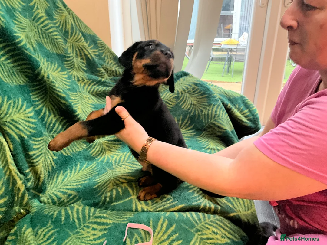 Rottweiler dogs for sale: Rottweiler puppies - Advert 13