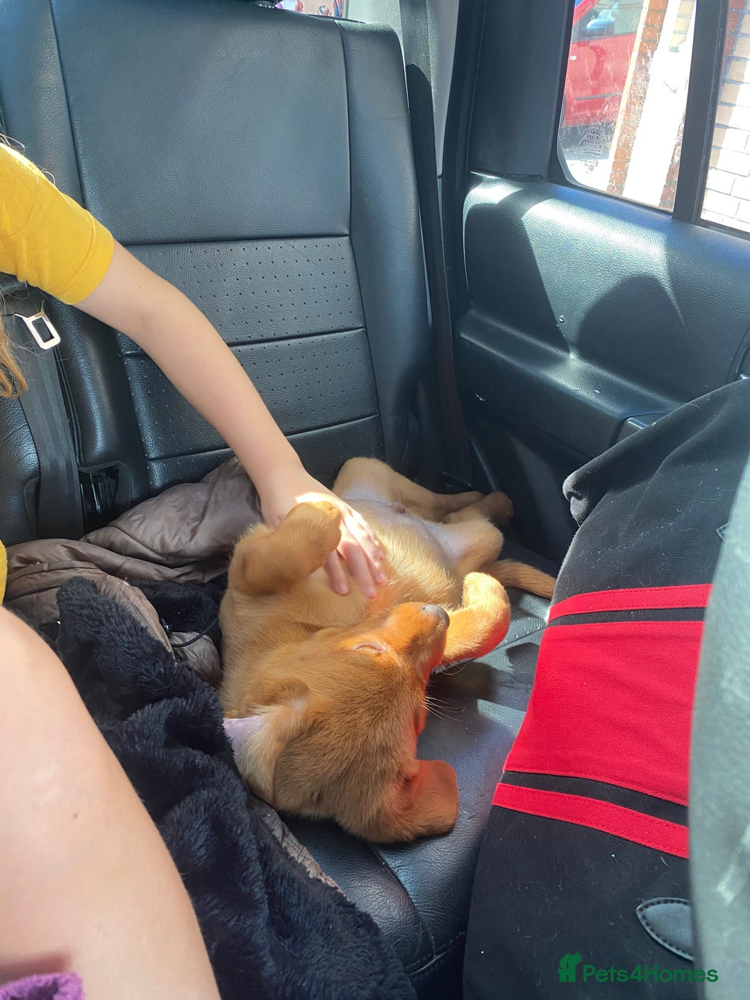 Labrador Retriever dogs for sale: Kc Labrador puppy ALLinjectionsfleawormchipinsured - Image 33