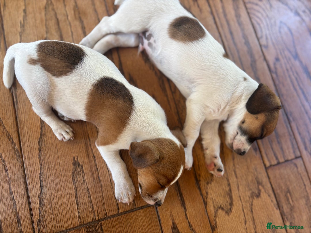 Yorkshire Terrier dogs for sale: Small Jack Russell Terriers - Image 4