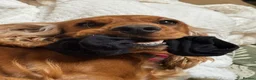 Cocker Spaniel dogs for sale: Cocker spaniel puppy  in Glasgow - Advert 3