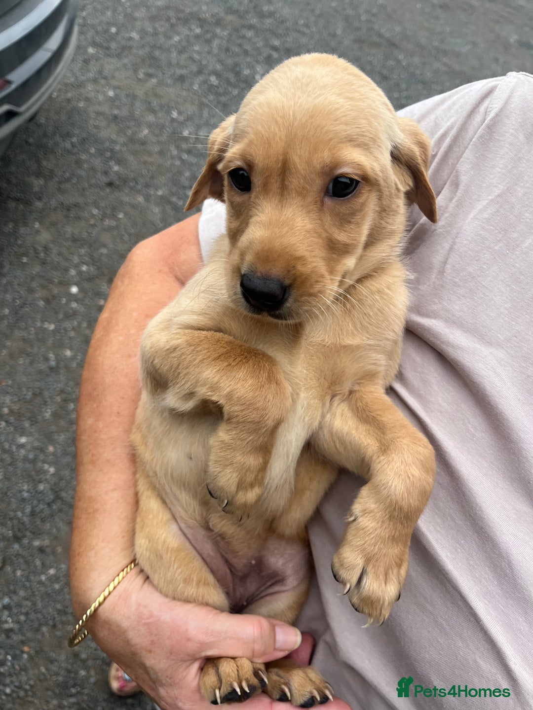 Labrador Retriever dogs for sale: 7 Labrador Puppies - Image 21