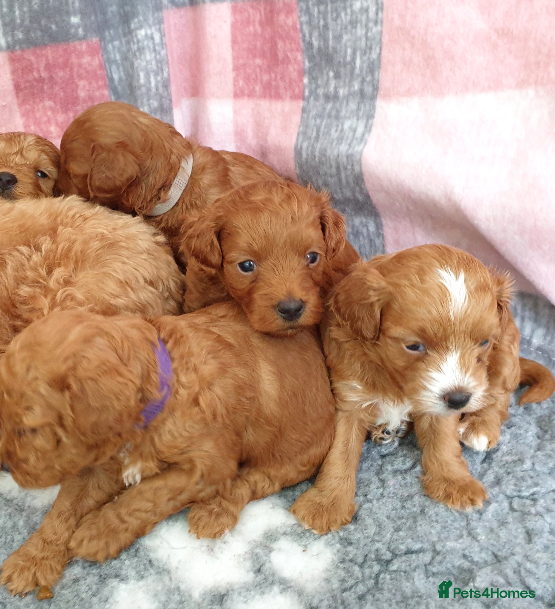 Mixed Breed dogs for sale: F1bb Cotonoodle, health tested parents red/apricot - Advert 7