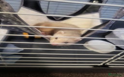 Ferret rodents for sale: Ferret Hob looking for a new home - Image 2