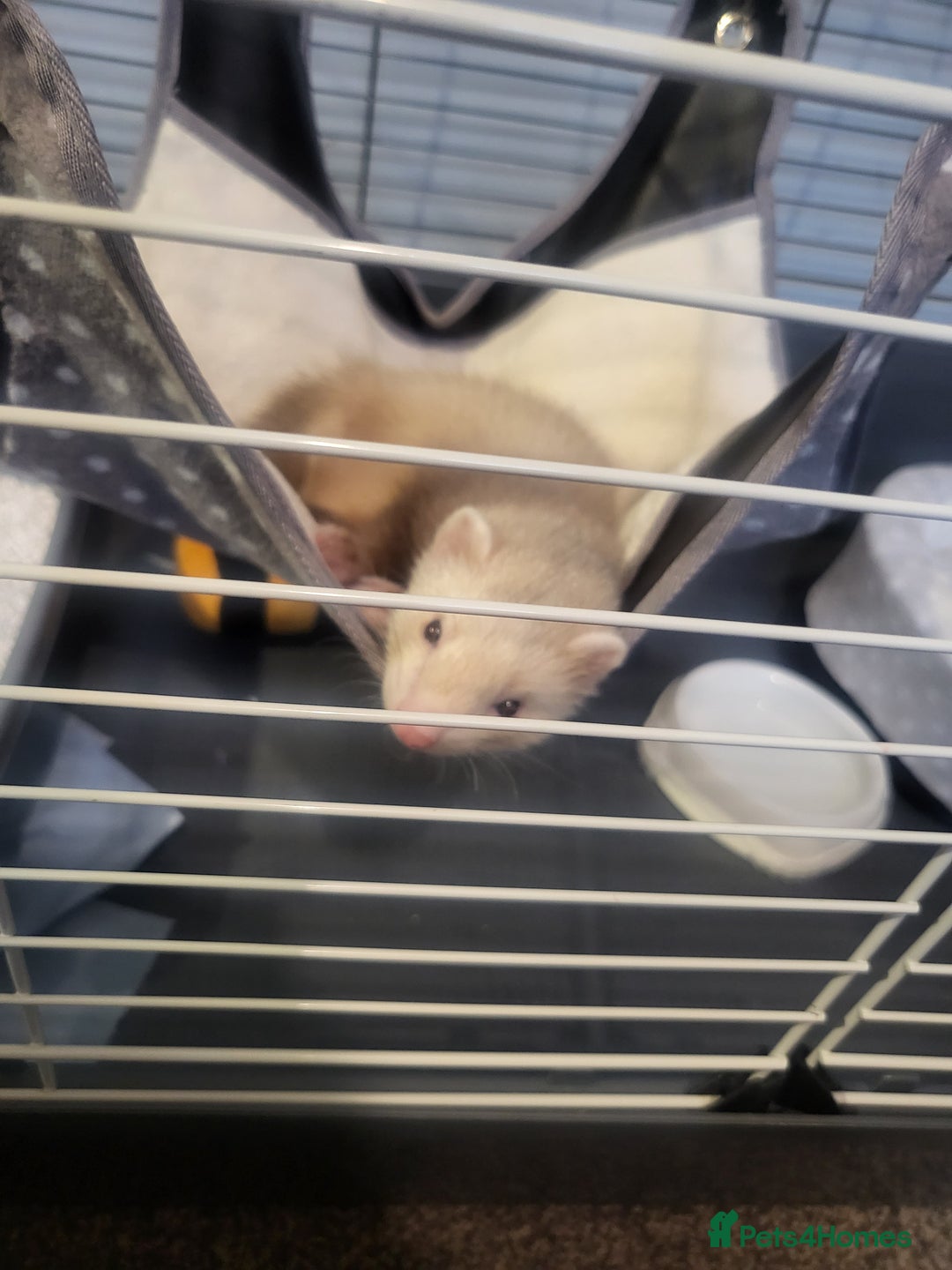 Ferret rodents for sale: Ferret Hob looking for a new home - Image 2