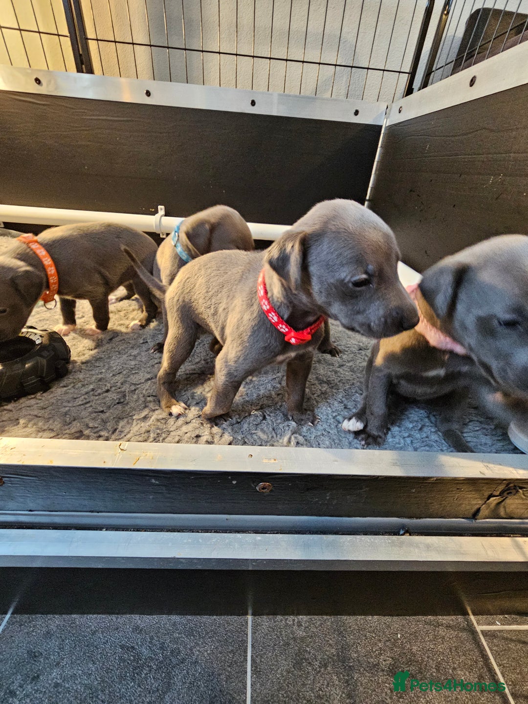 Whippet dogs for sale: excellent litter of Kc reg blue whippet puppies  - Image 15
