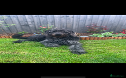 Labradoodle dogs for sale: Rehome due to no fault of his own  - Image 5