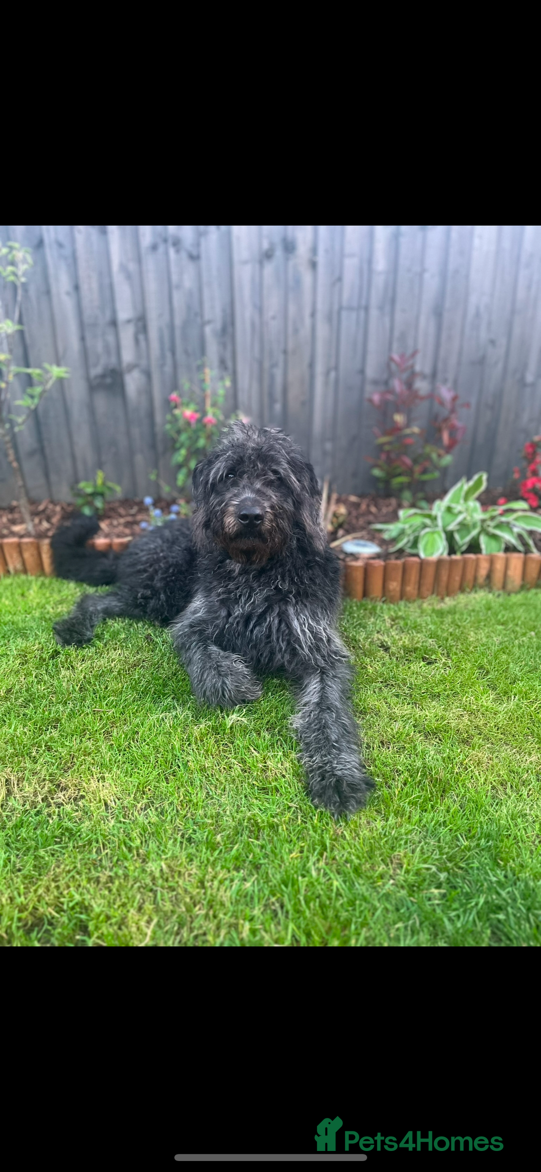 Labradoodle dogs for sale: Rehome due to no fault of his own  - Image 5