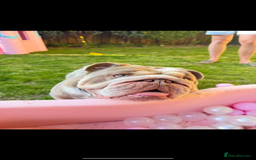 English Bulldog dogs for stud: STUD LOUIS V - BULLDOG  - Image 7