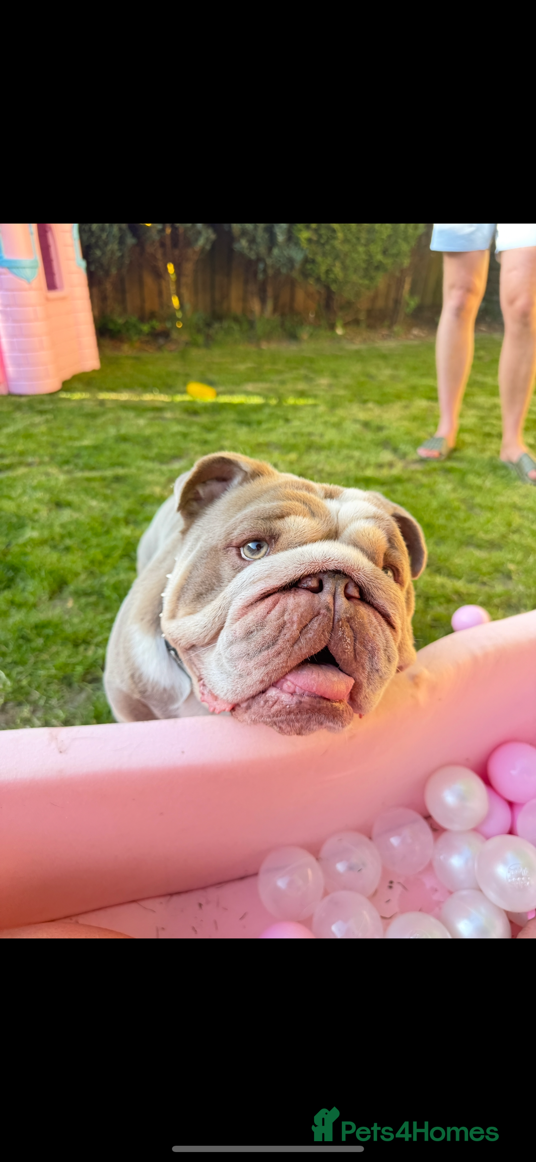 English Bulldog dogs for stud: STUD LOUIS V - BULLDOG  - Image 7
