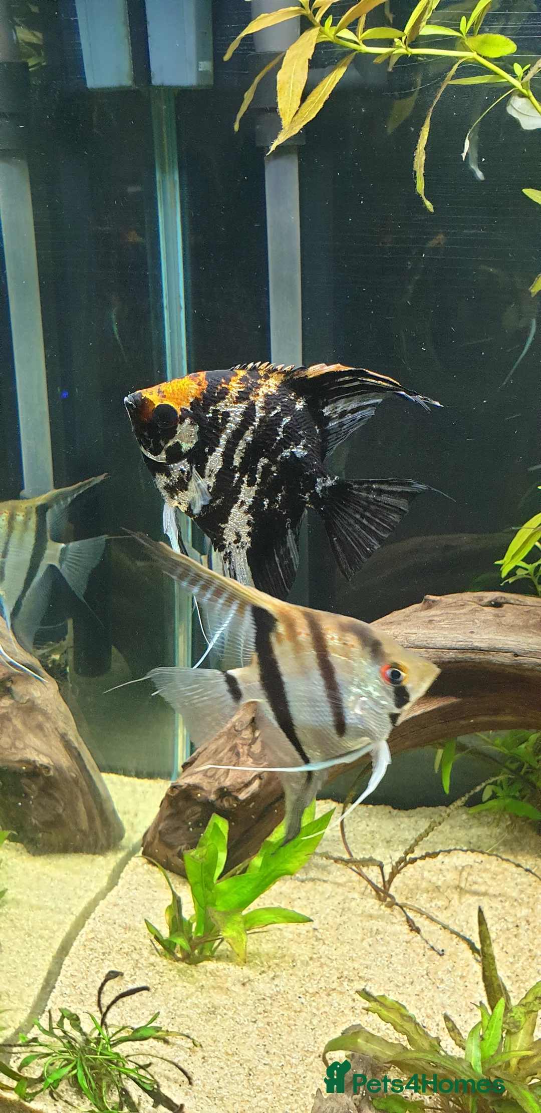Angelfish fish for sale: Wild type angelfish  in Hinckley - Advert 4