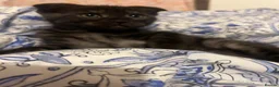 Mixed Breed cats for sale: Super friendly, playful kittens looking for a home in Ipswich - Advert 10
