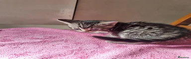 Bengal 2