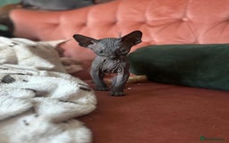 Sphynx cats for sale: Sphynx kittens  - Image 3