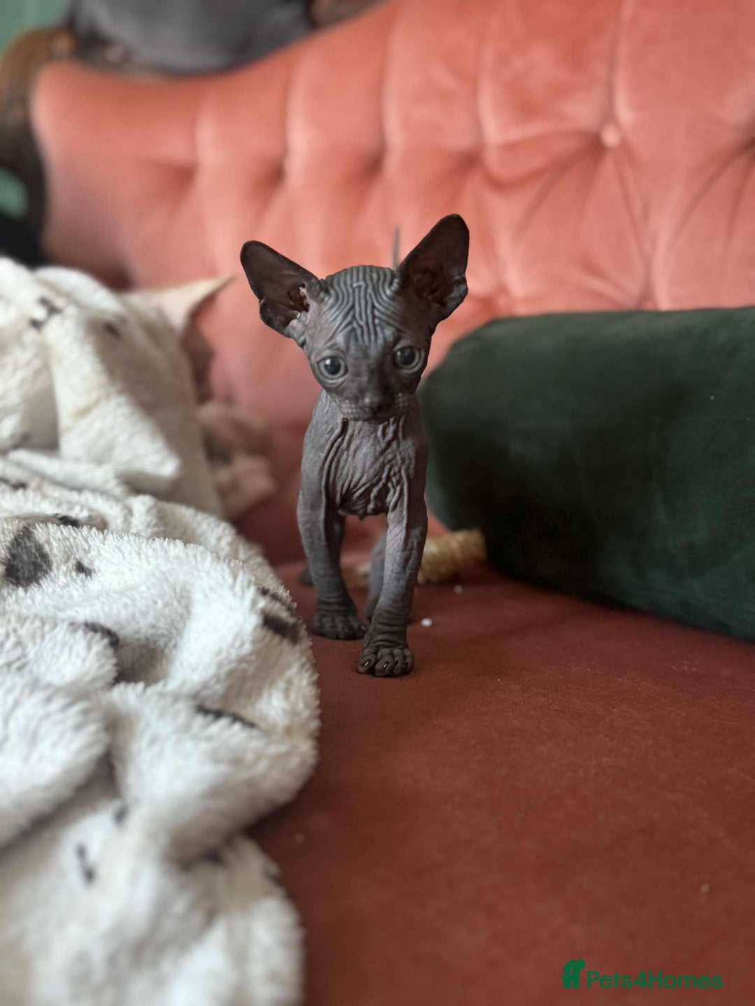 Sphynx cats for sale: Sphynx kittens  - Image 3