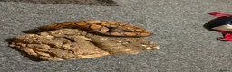 Boa Snake reptiles for sale: Brazilian rainbow boa and 4ft vivarium - Advert 4