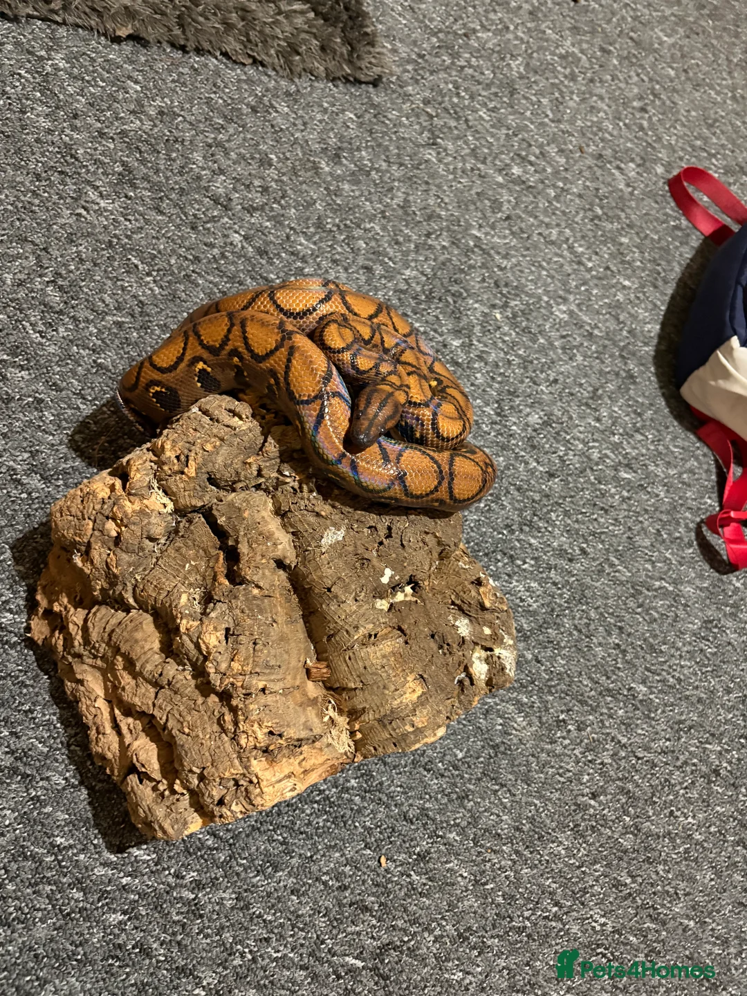 Boa Snake reptiles for sale: Brazilian rainbow boa and 4ft vivarium - Advert 4