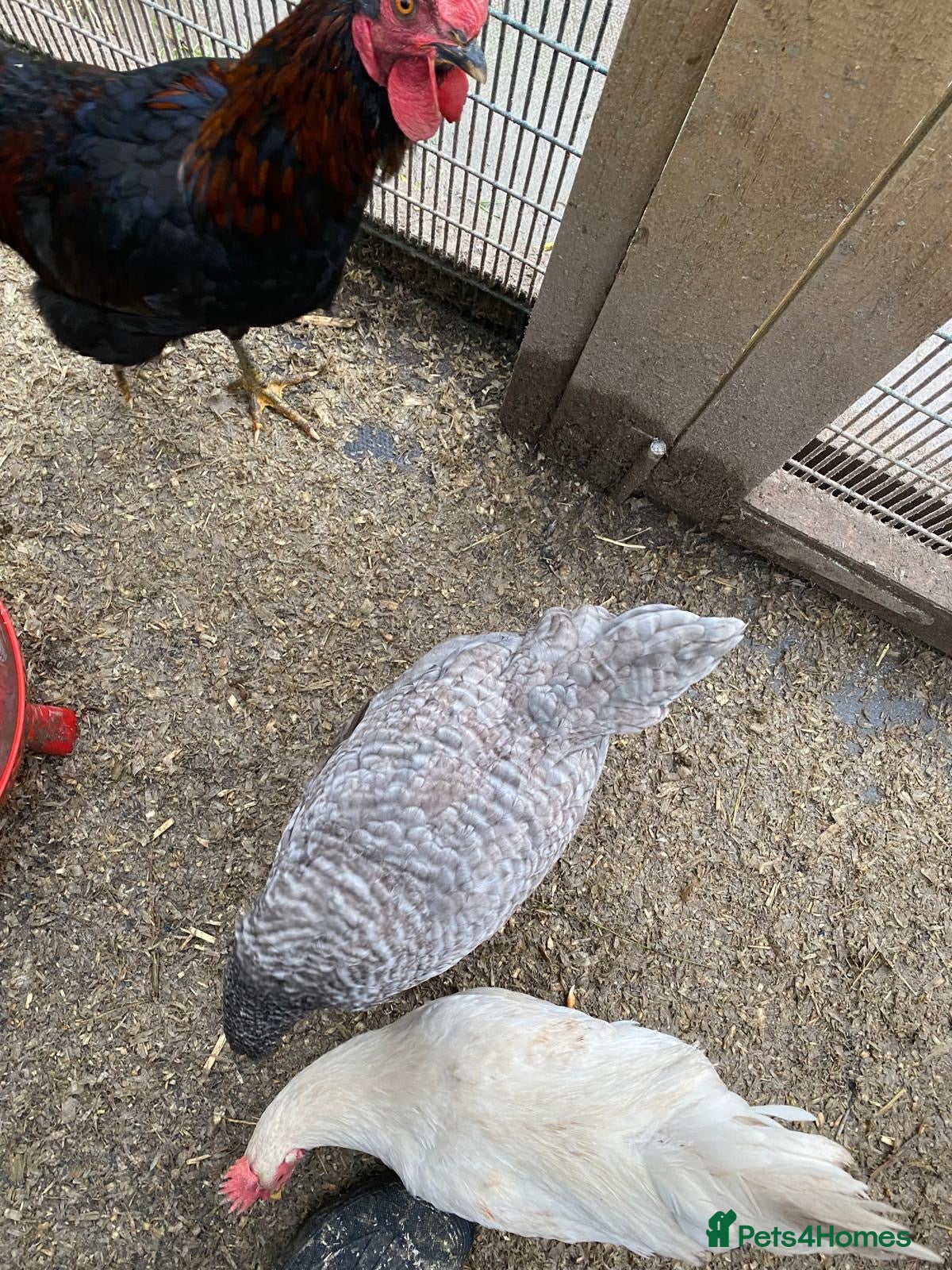 Chickens poultry Flock of 3 Chickens 🐓 For Sale   - Advert 10