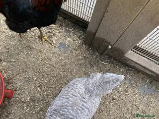 Chickens poultry Flock of 3 Chickens 🐓 For Sale - Advert 10