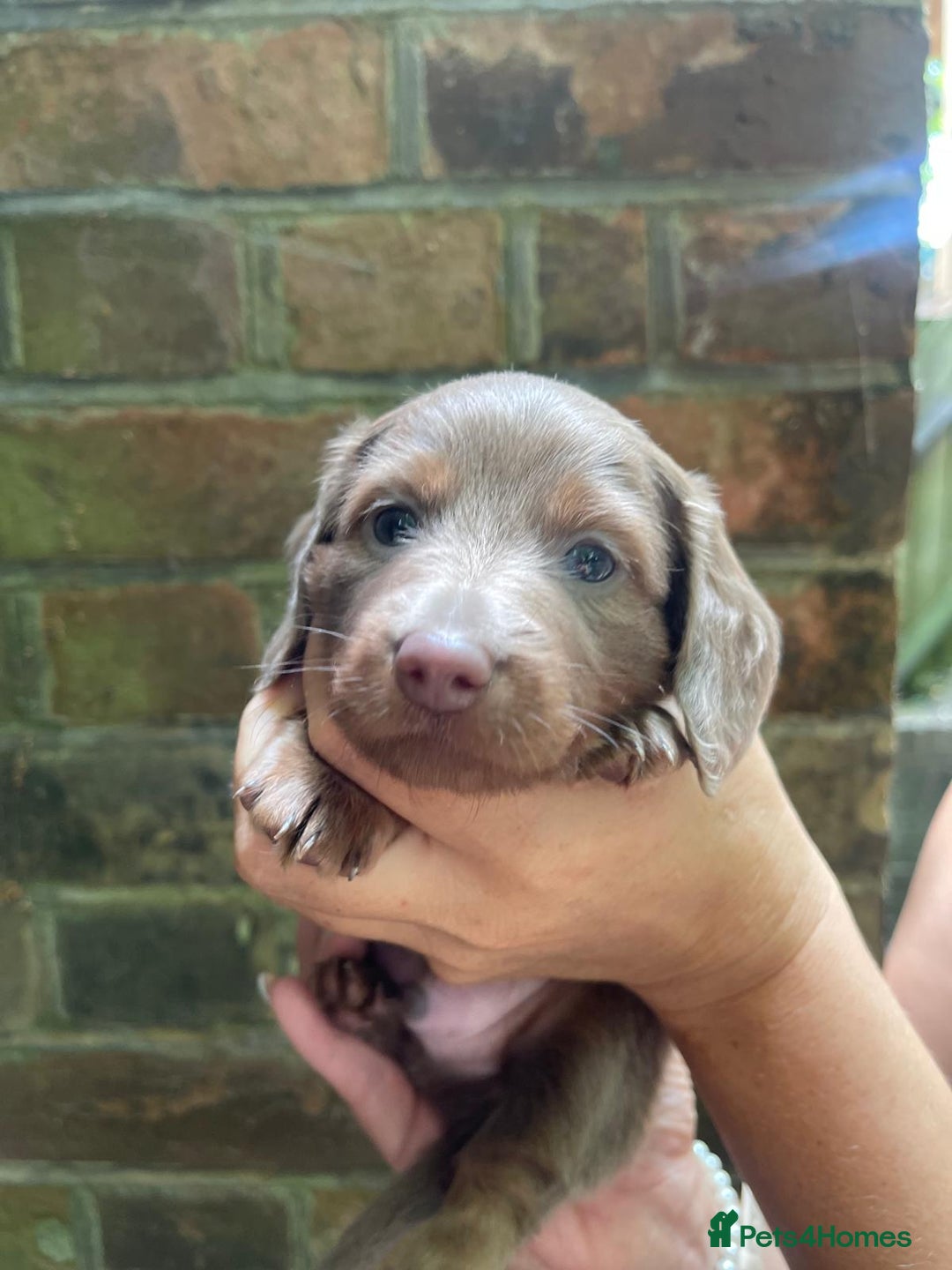 Miniature Dachshund dogs for sale: Stunning Mini Dachshund*1 LH Boy & 1 SH Girl left* - Image 21