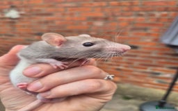 Rat rodents for sale:  top eared baby rats  - Image 10