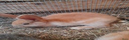 Continental Giant rabbits for sale: Beautiful Pure Continental Giant Babies - Advert 13