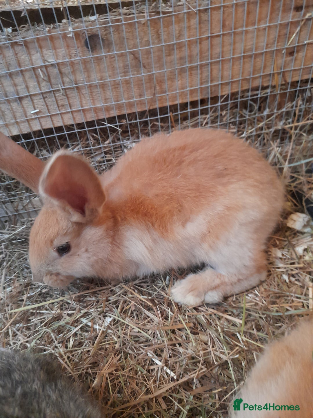 Continental Giant rabbits for sale: Beautiful Pure Continental Giant Babies - Advert 13
